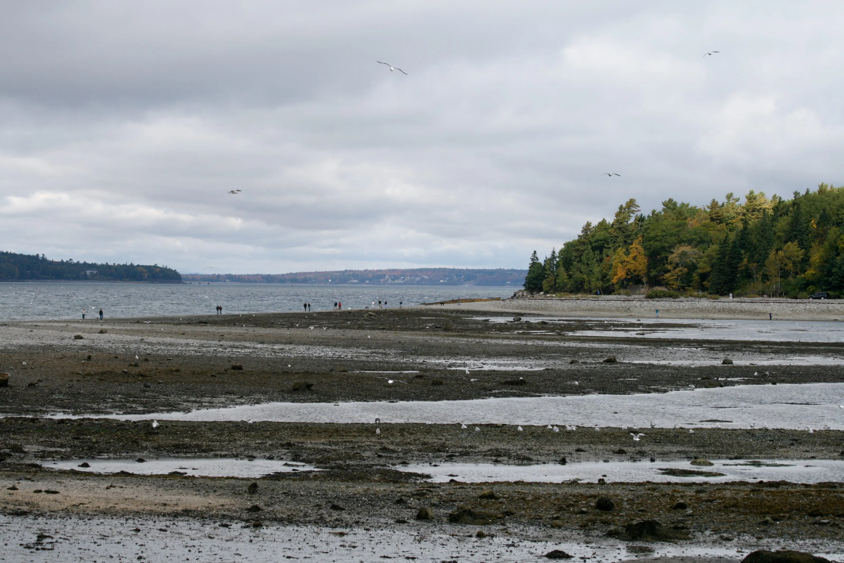The gravel bar between Bar Harbor and Bar Island exposed at low tide, people walking across the wet flats with gulls on the pools and the wooded island shore in fall color to the right
